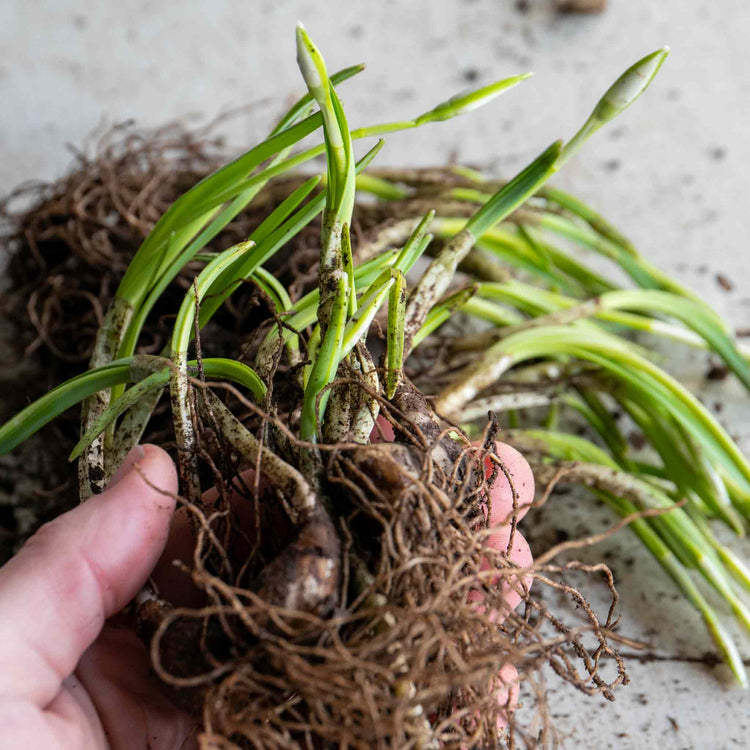 Common Snowdrop Bulbs in the Green