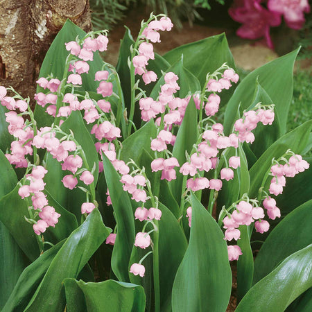 Convallaria Majalis Rosea 9cm Plant