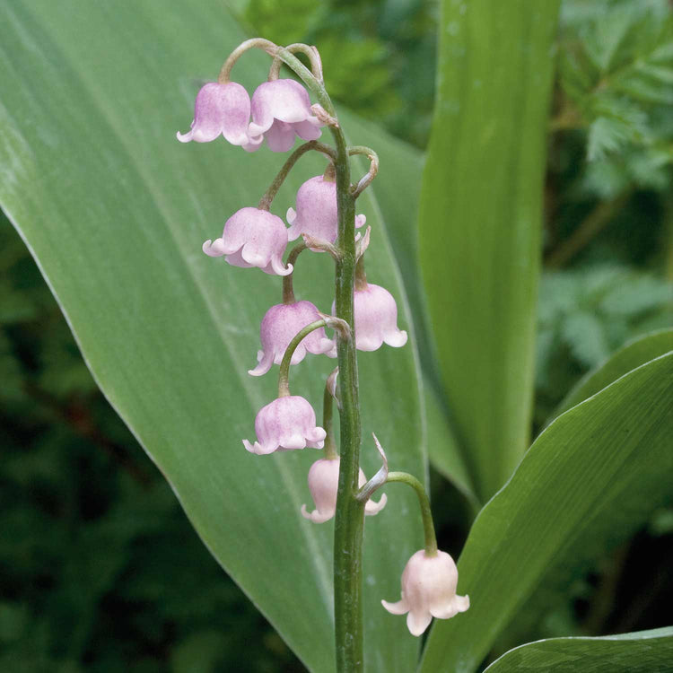 Convallaria Majalis Rosea 9cm Plant