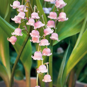 Convallaria rosea - Pink Lily-of-the-Valley - Sugar Creek Gardens