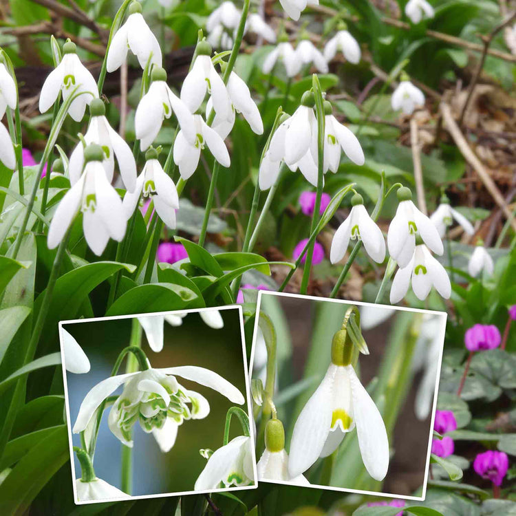 Snowdrop Bulbs in the Green Collection