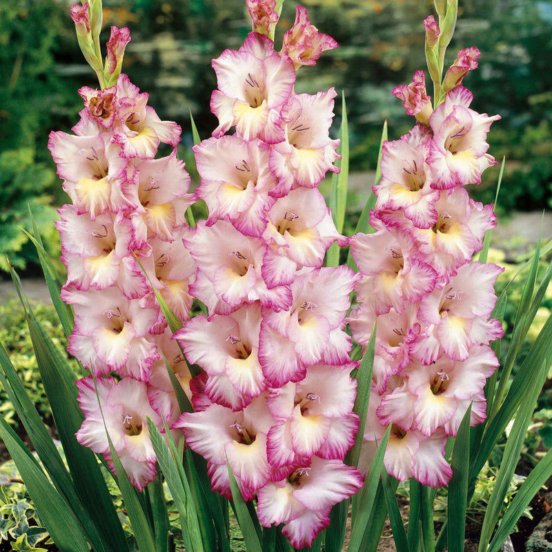 Gladiolus Bulb 'Priscella'