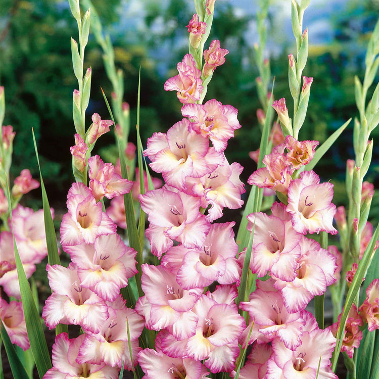 Gladiolus Bulb 'Priscella'