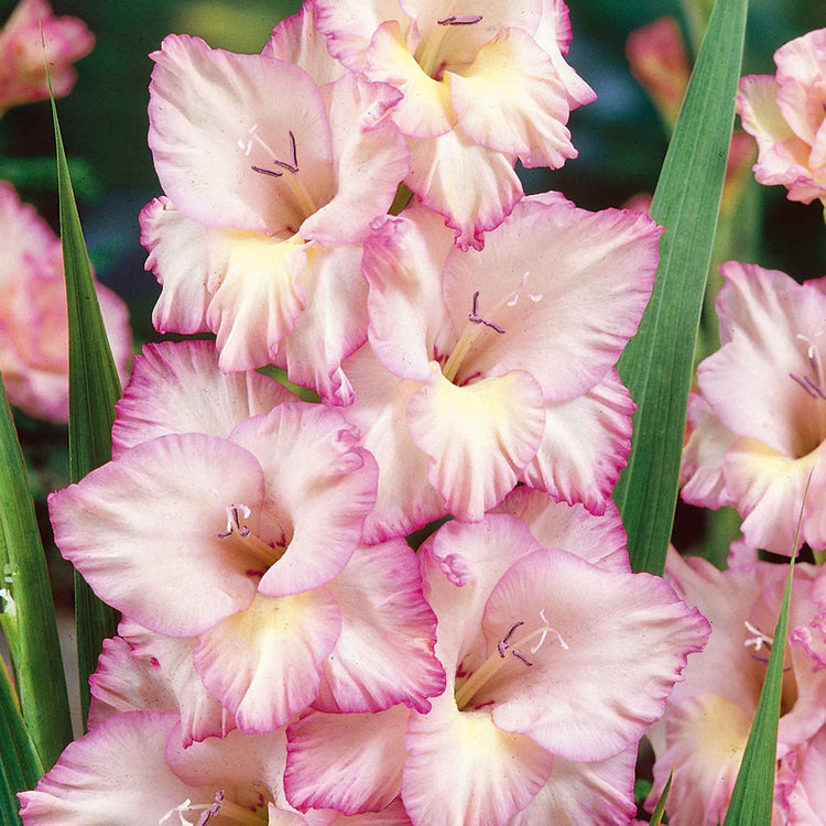 Gladiolus Bulb 'Priscella'