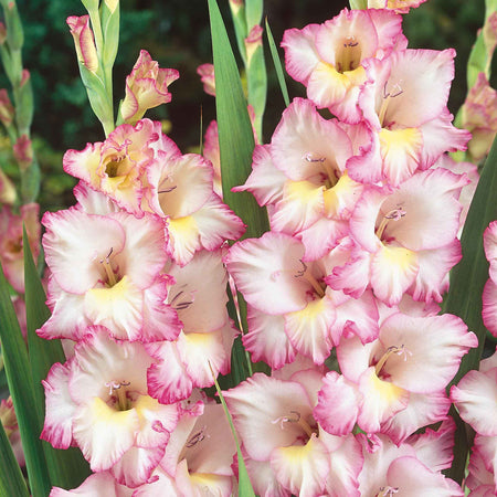 Gladiolus Bulb 'Priscella'