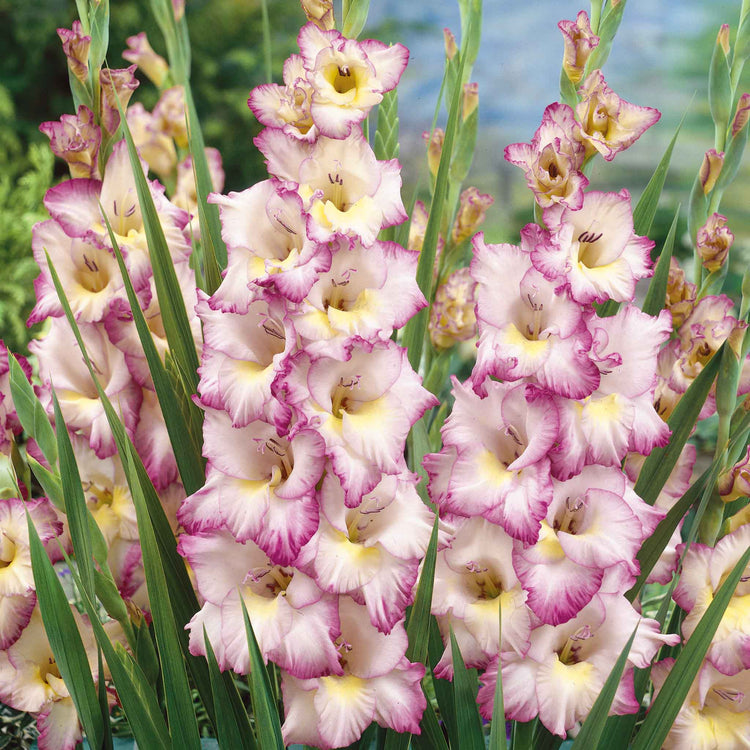 Gladiolus Bulb 'Priscella'