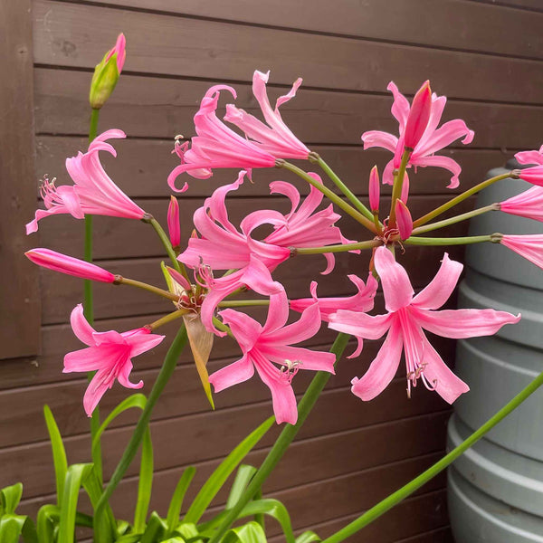 Nerine Bowdenii Bulb