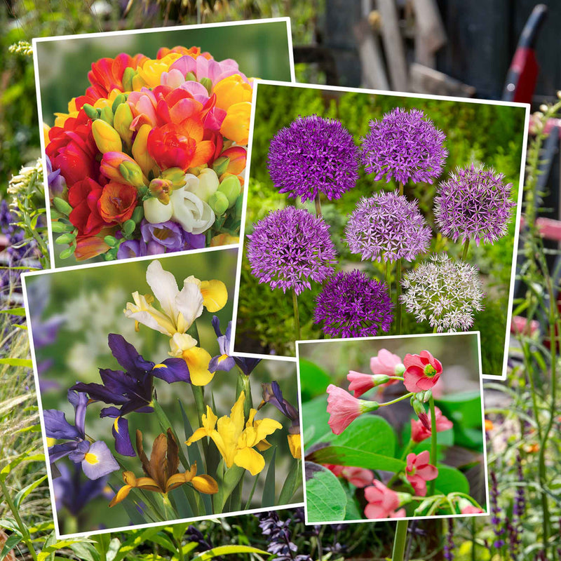 All Summer Long 100 Flower Bulb Mix