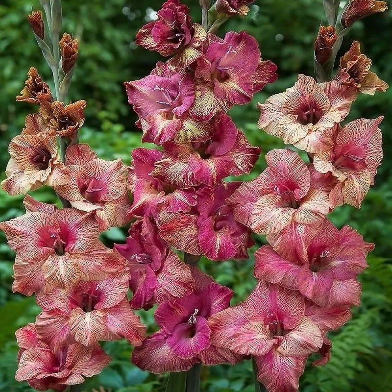 Gladiolus Corm 'Brunette'