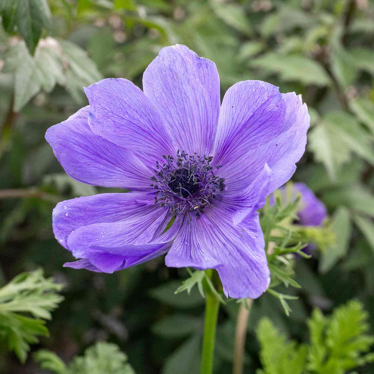 Anemone Bulb 'Coronaria de Caen Mix'