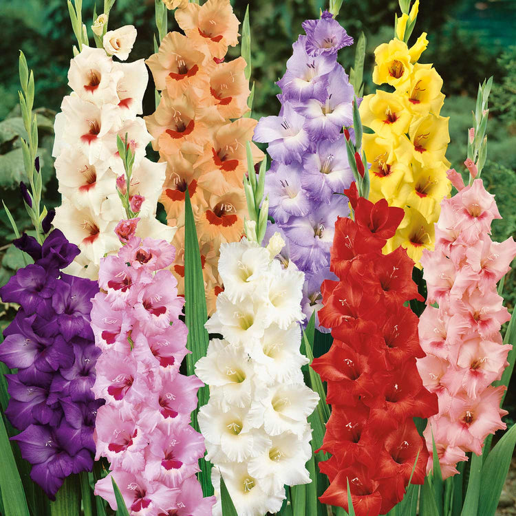 100 Days of Summer Flower Collection