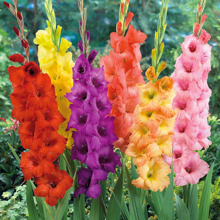 Gladiolus Plant 'Large Flowered Mix'