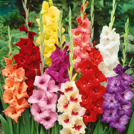 Gladiolus Plant 'Large Flowered Mix'