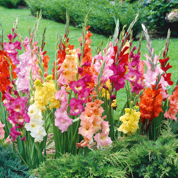 Gladiolus Plant 'Large Flowered Mix'