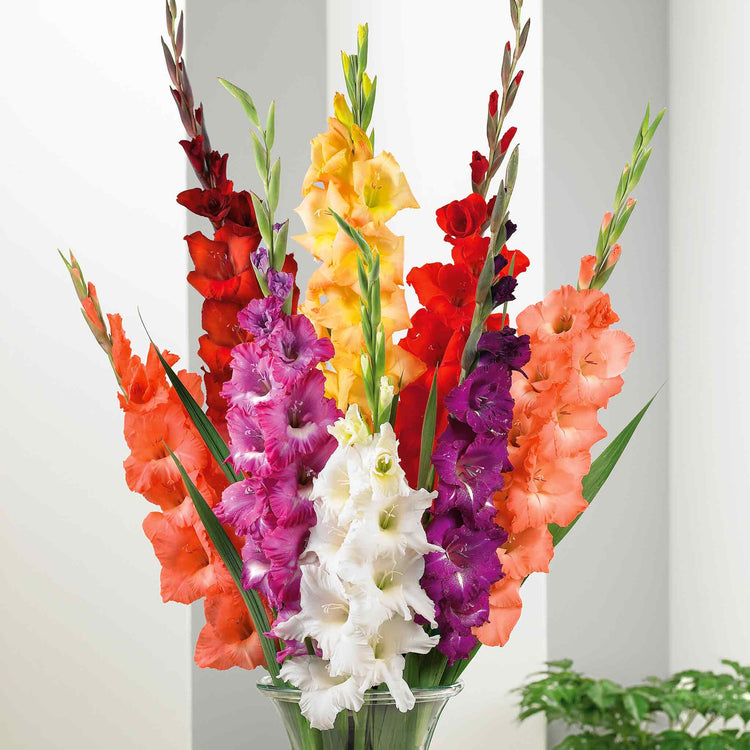 Gladiolus Plant 'Large Flowered Mix'