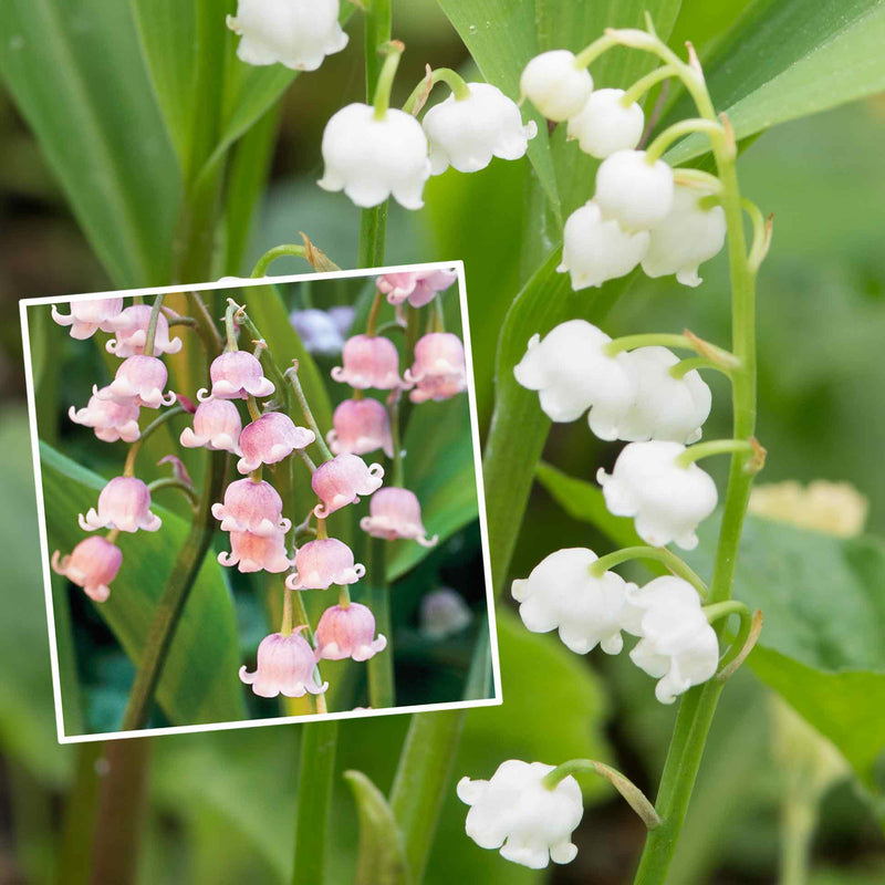 Lily Convallaria Bare Root Majalis Mix 'Lily of the valley'