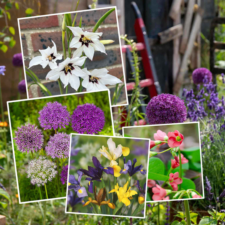 All Summer Long 250 Flower Bulb Collection