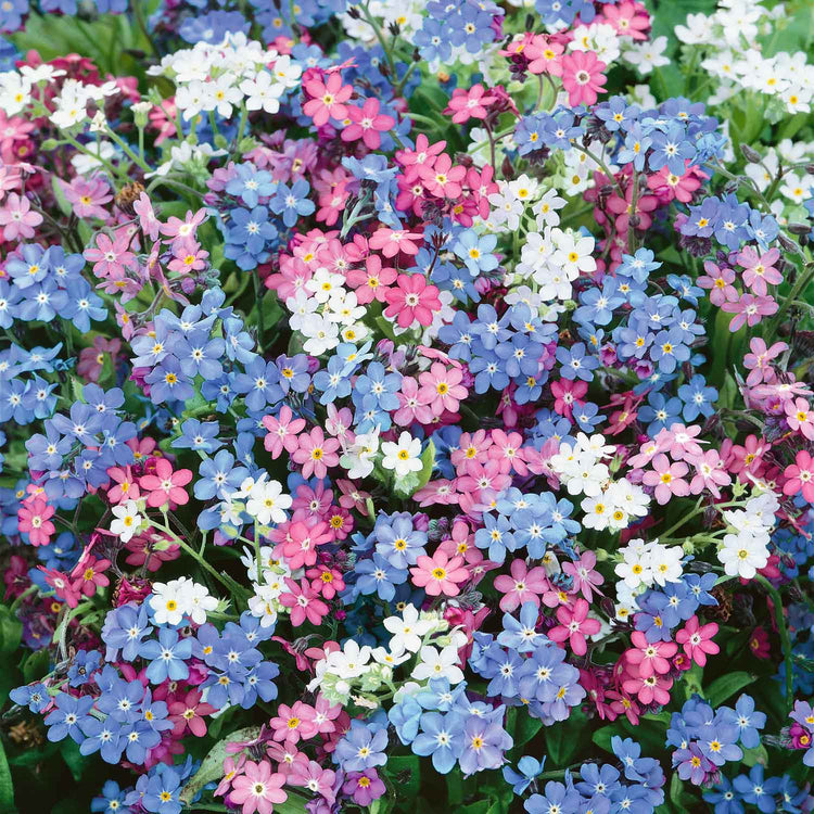 Myosotis Plant 'Mon Amie Mixed'