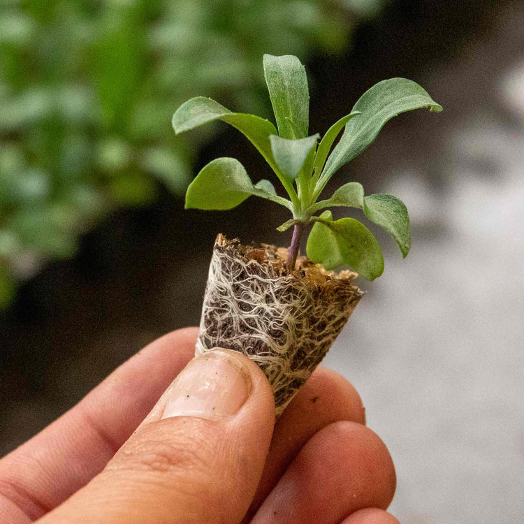 Wallflower Plant 'Sugar Rush Mix'