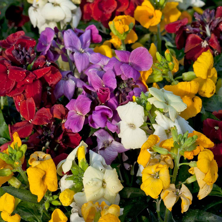 Wallflower Plant 'Sugar Rush Mix'