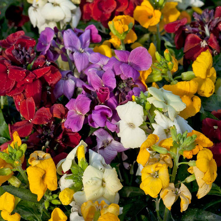 Marshalls Garden Plant 'Winter Bedding Best Sellers'