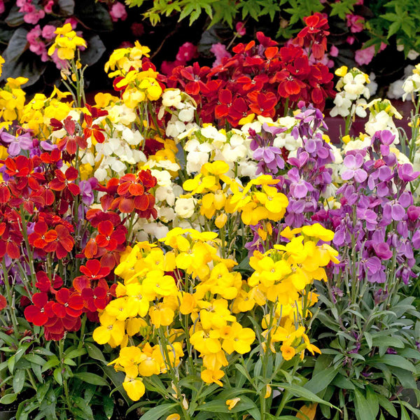 Wallflower Plant 'Sugar Rush Mix'