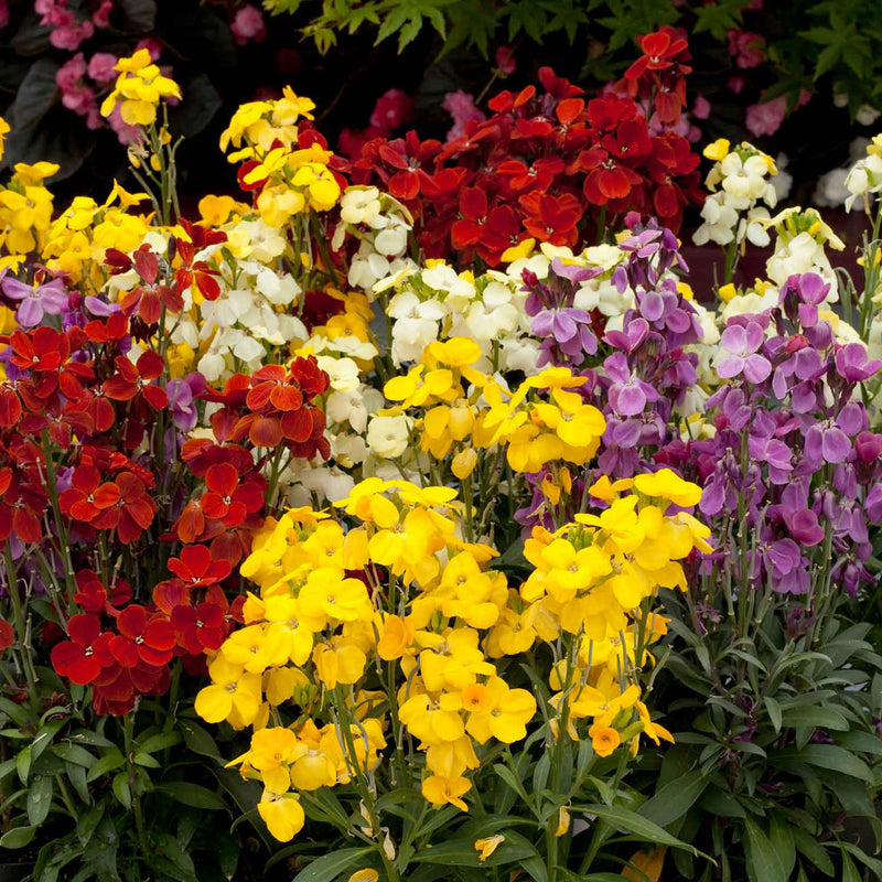 Wallflower Plant 'Sugar Rush Mix'