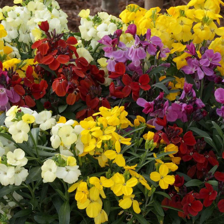 Wallflower Plant 'Sugar Rush Mix'