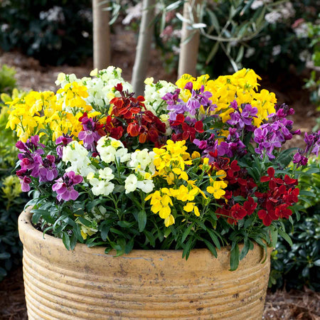 Wallflower Plant 'Sugar Rush Mix'