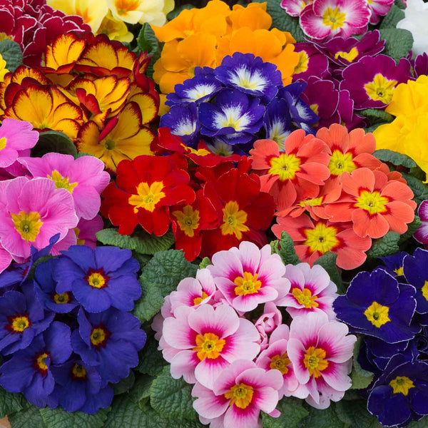 Primrose Plant 'Husky Mix'