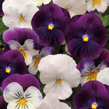 Pansy Plant 'Cool Wave Berries & Cream Mix'