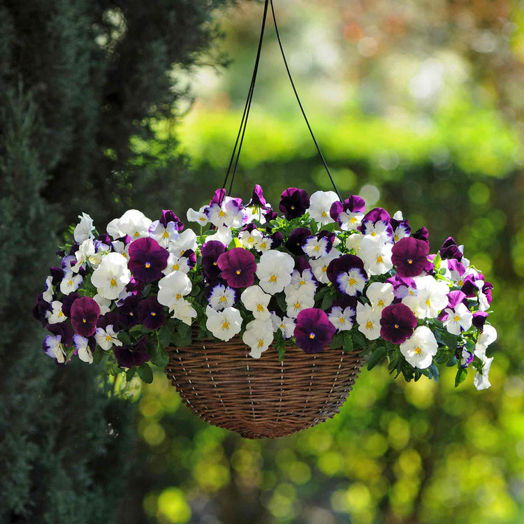 Pansy Plant 'Cool Wave Berries & Cream Mix'