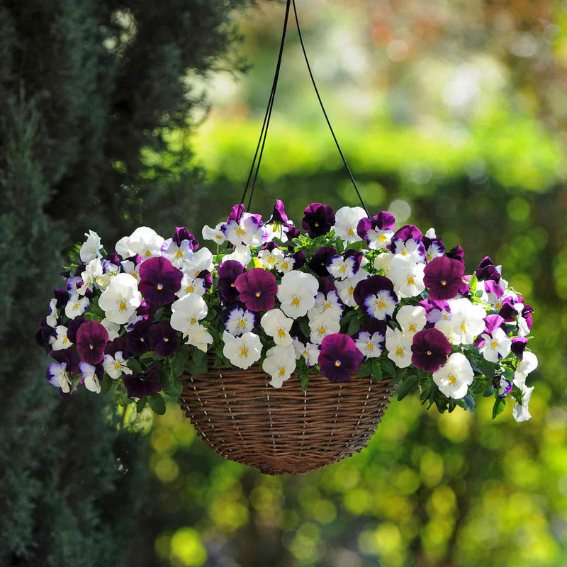 Pansy Plant 'Cool Wave Berries & Cream Mix'