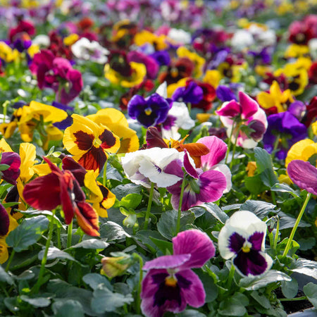 Pansy Matrix 'Blotched Mix'