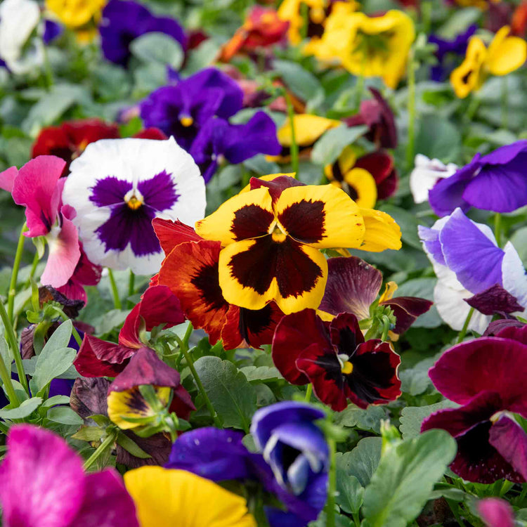 Matrix Raspberry Mix Pansy Matrix 'Blotched Mix' | Marshalls Garden