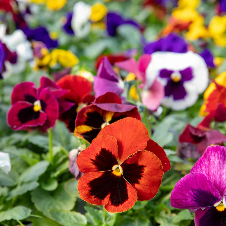 Matrix Raspberry Mix Pansy Matrix 'Blotched Mix' | Marshalls Garden