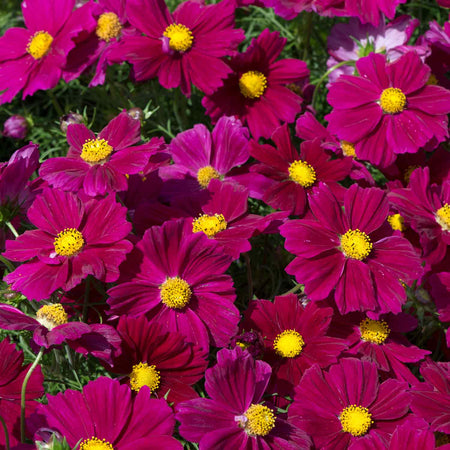 Cosmos Plant 'RHS Award of Garden Merit'