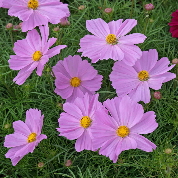 Cosmos Plant 'RHS Award of Garden Merit'