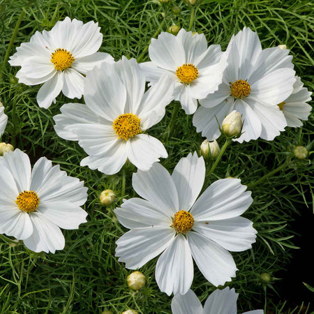 Cosmos Plant 'RHS Award of Garden Merit'