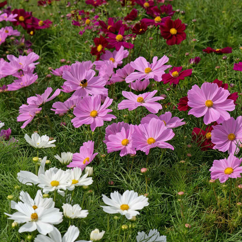 Cosmos Plant 'RHS Award of Garden Merit'