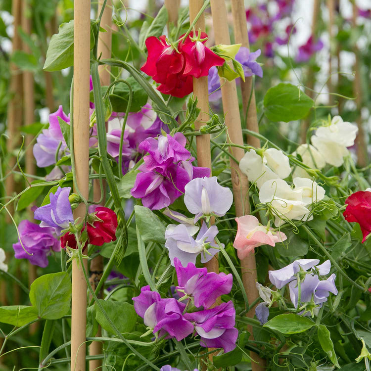 Sweet Pea Seeds 'Flower Arranger's Blend'