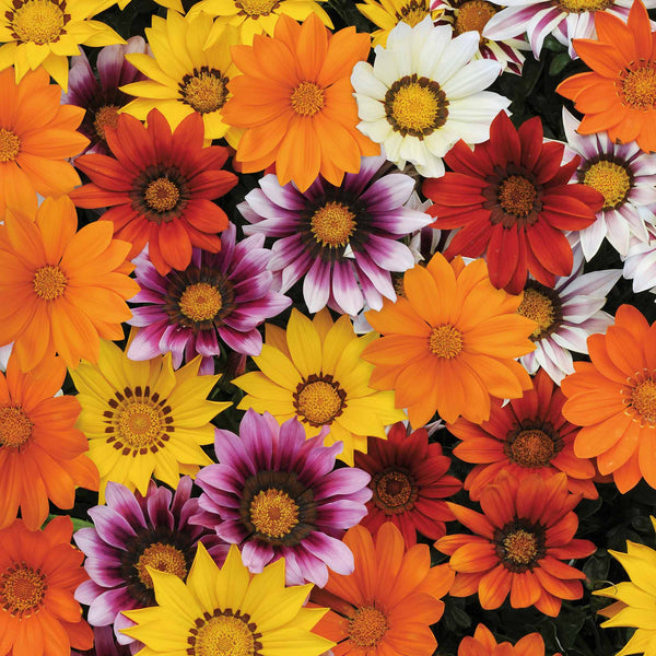 Gazania Plant 'New Day Mix' F1