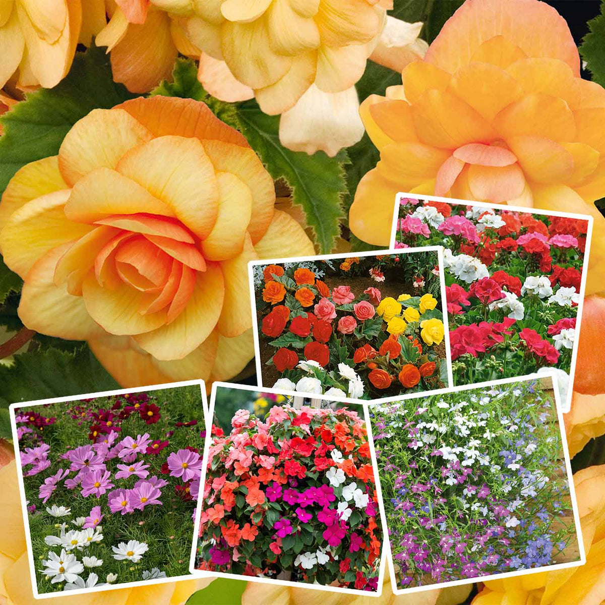 Ultimate Bedding Collection of Favourites | Buy Bedding Plants Online ...