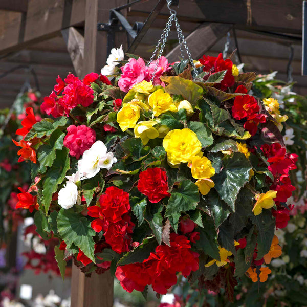 Begonia Plant 'Non-Stop Mix'