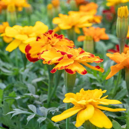 Marigold Plant 'Durango Select Mixed'