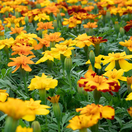 Marigold Plant 'Durango Select Mixed'