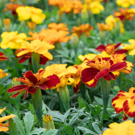 Marigold Plant 'Durango Select Mixed'