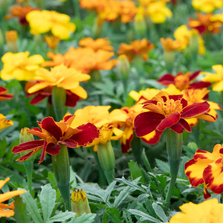Marigold Plant 'Durango Select Mixed'