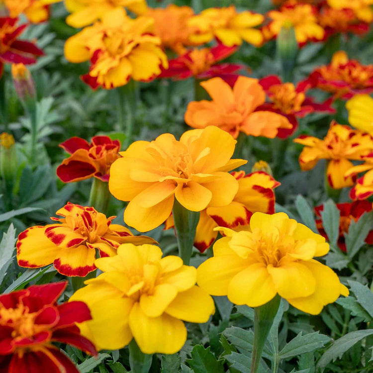 Marigold Plant 'Durango Select Mixed'