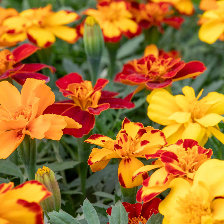 Marigold Plant 'Durango Select Mixed'